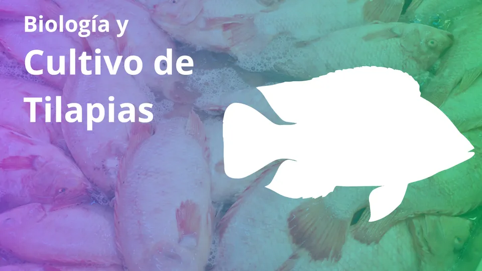 Biología y cultivo de la tilapia