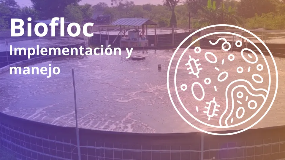 Sistemas BIOFLOC