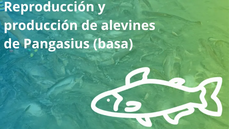 Reproducción y producción de alevines de Pangasius (basa)