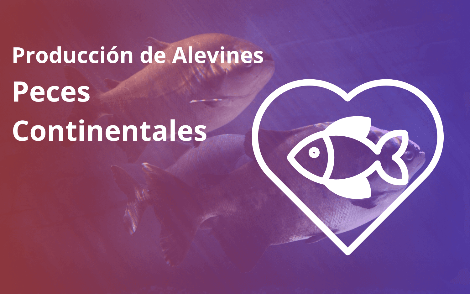 Produccion de alevines en peces continentales