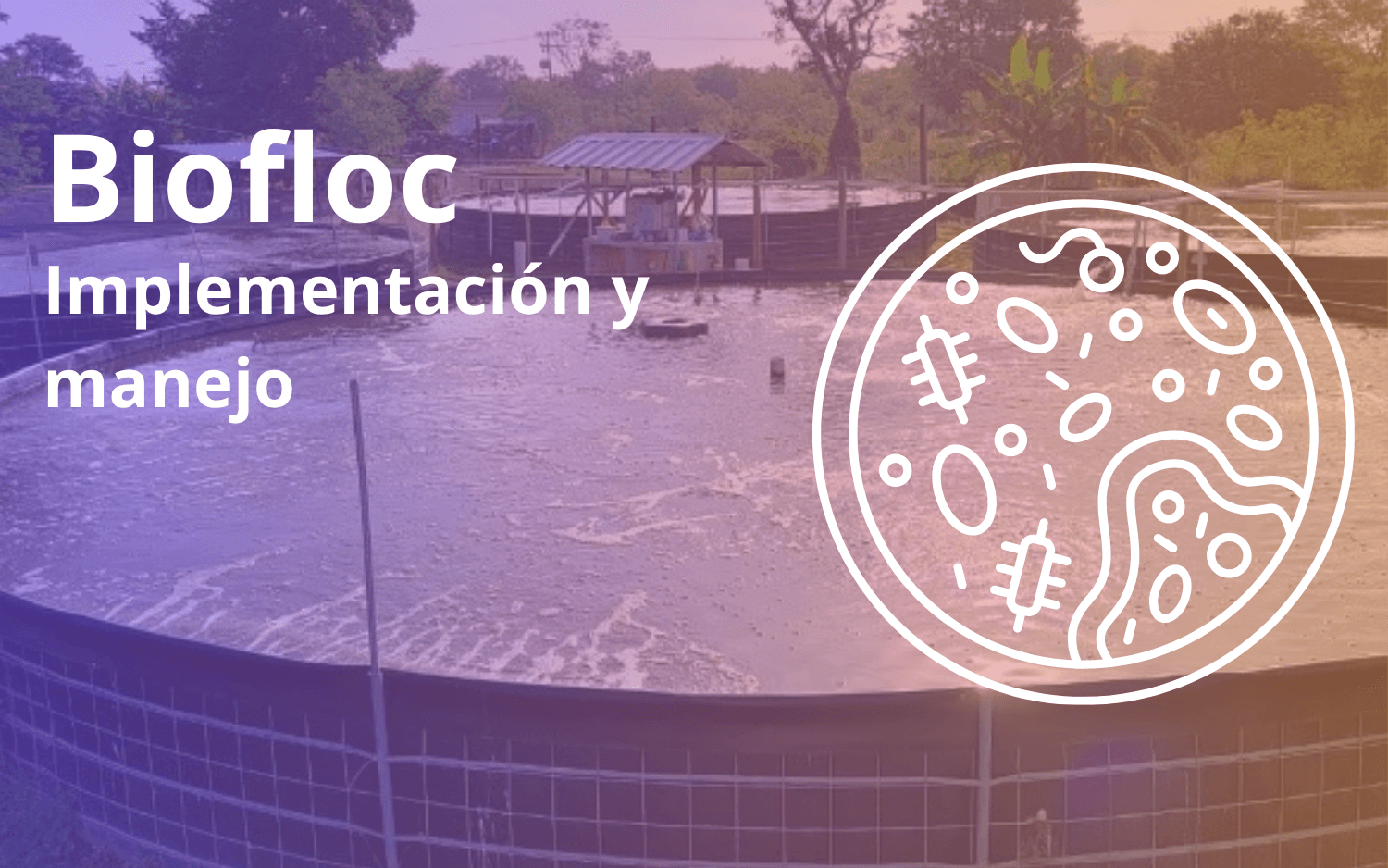 Sistemas BIOFLOC