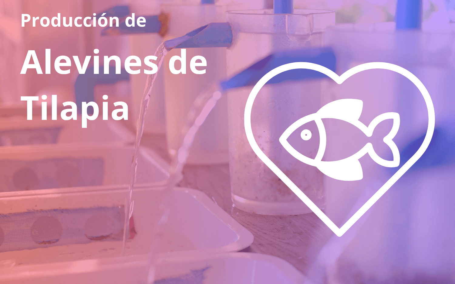 Produccion de Alevines de Tilapia con Interes Comercial