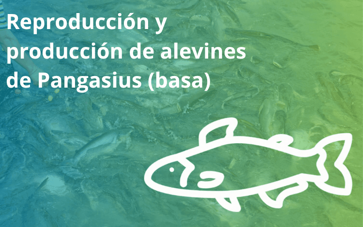 Reproducción y producción de alevines de Pangasius (basa)