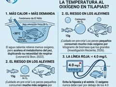 oxigeno-tilapias
