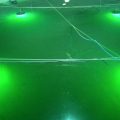 El control del fotoperiodo en tilapia mejora su alimentación.