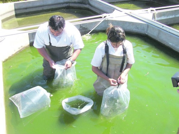 Observar el color del agua para alimento de los peces
