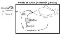 Una propuesta innovadora del uso de  la tecnología de Biofloc para el cultivo de artemia (Artemia salina)